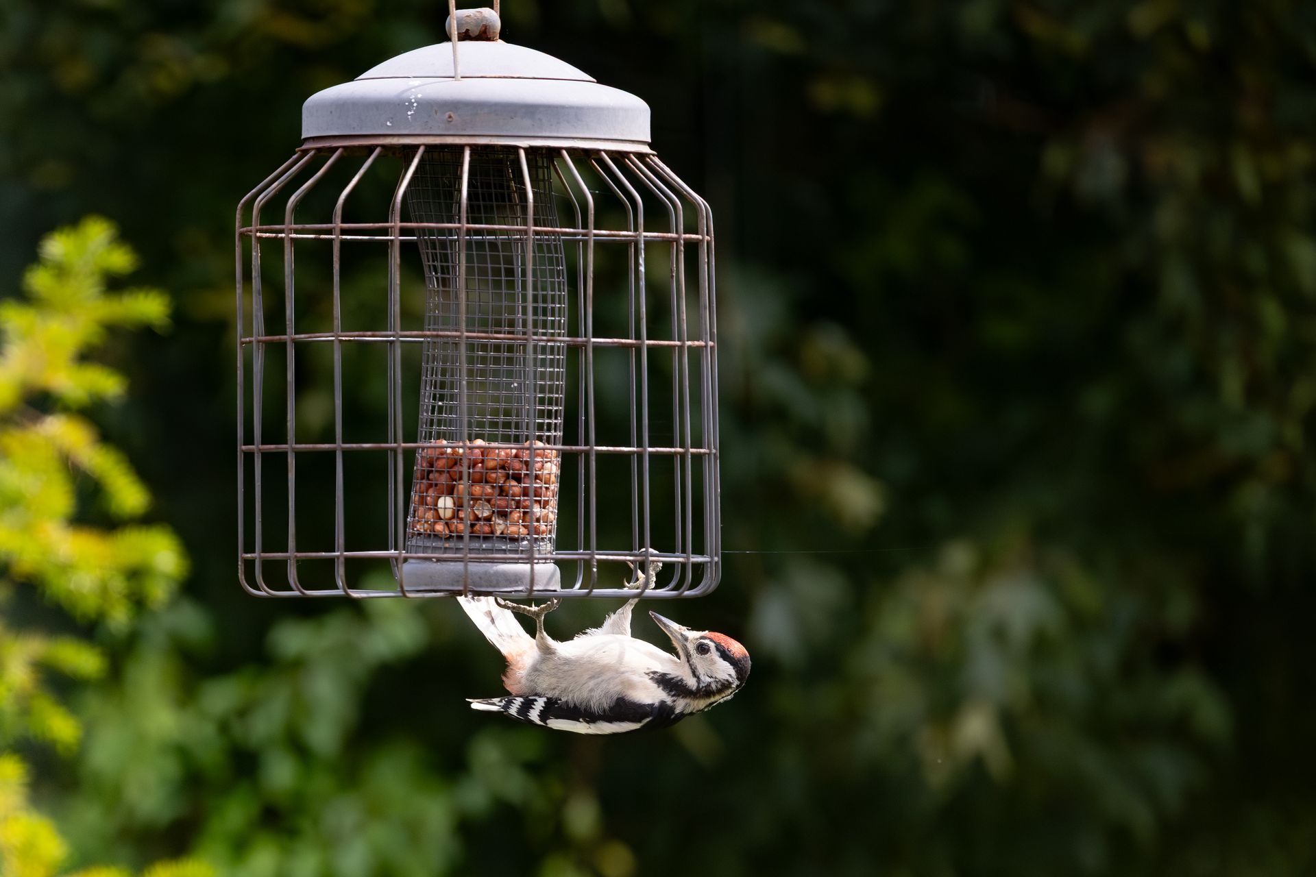 Bonte specht aan een voederbak in de tuin