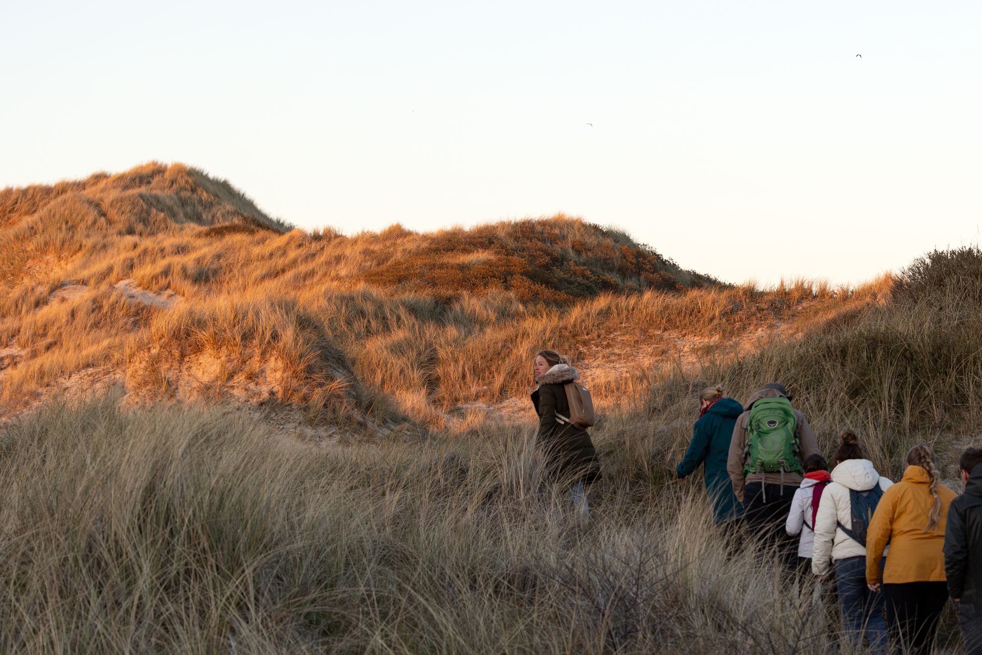 Groep wandelaars met Eilandmeisje door de gouden duinen tijdens de schemerwandeling, Boschplaat