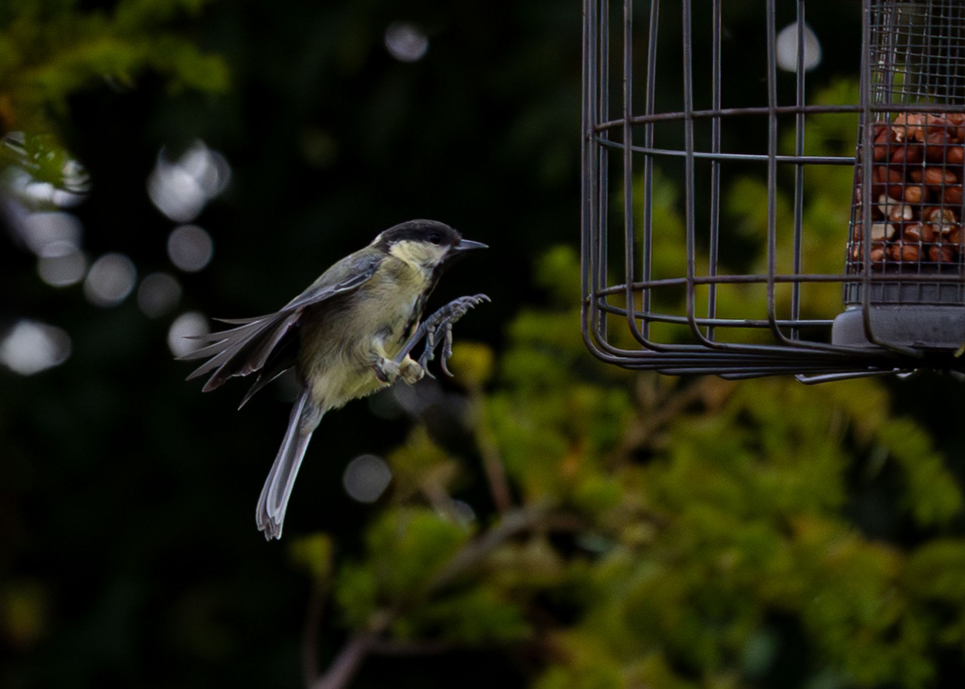Koolmees in vlucht naar een voederbak