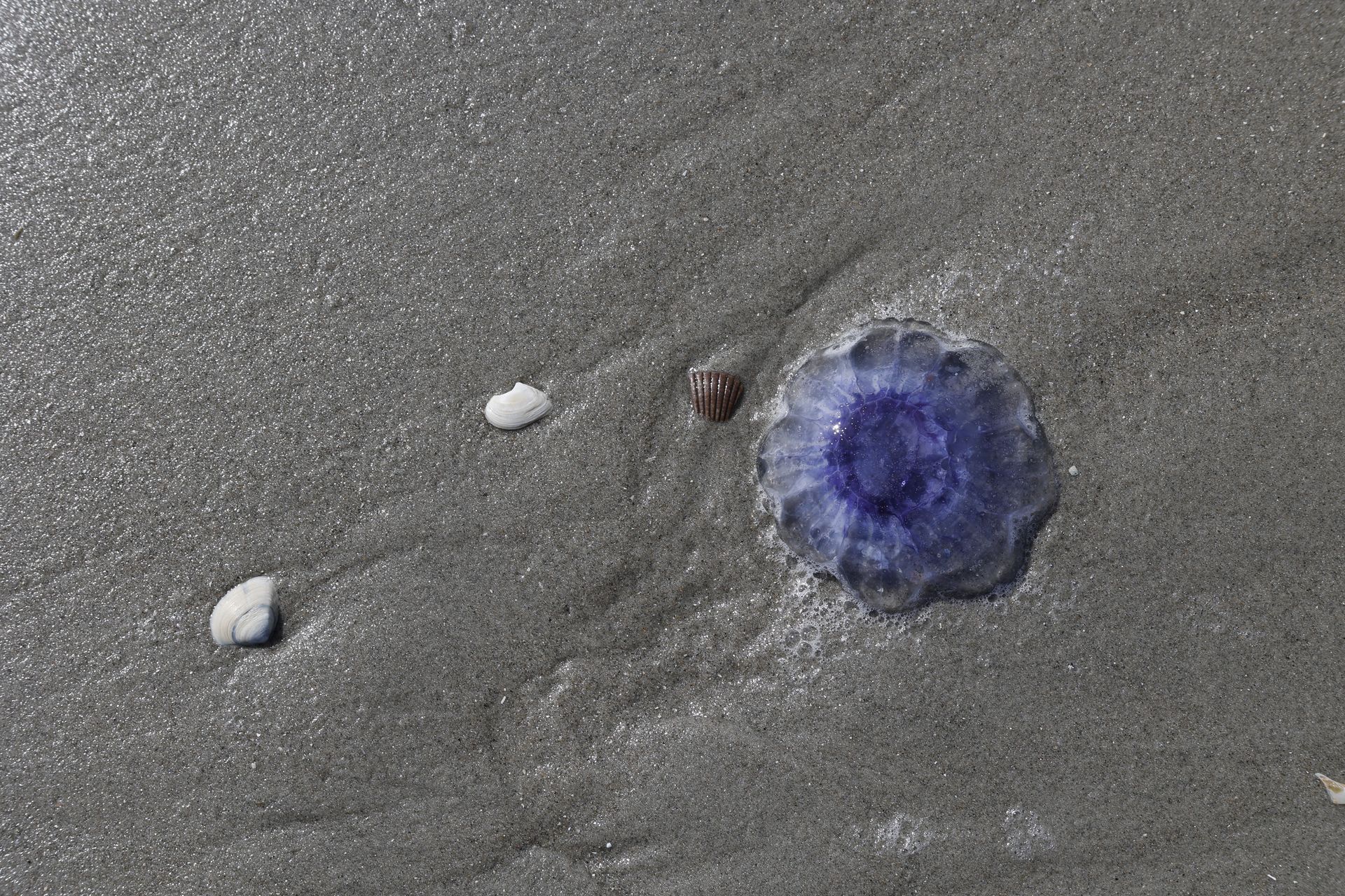 Kwal tussen schelpen op het Noordzeestrand