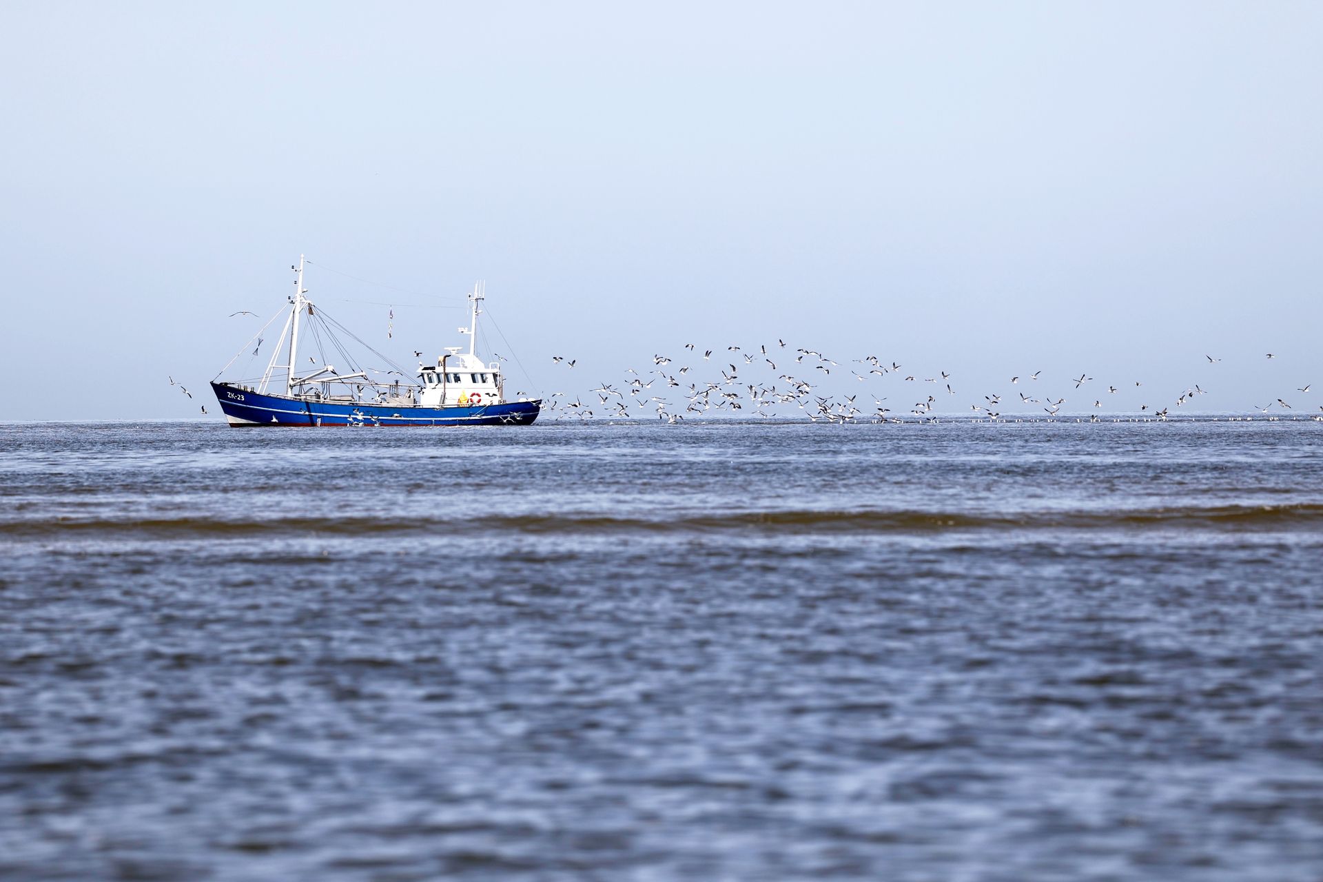 Blauwe kotter ZK-23 met een zwerm meeuwen op het wad bij het Amelander Gat, Terschelling