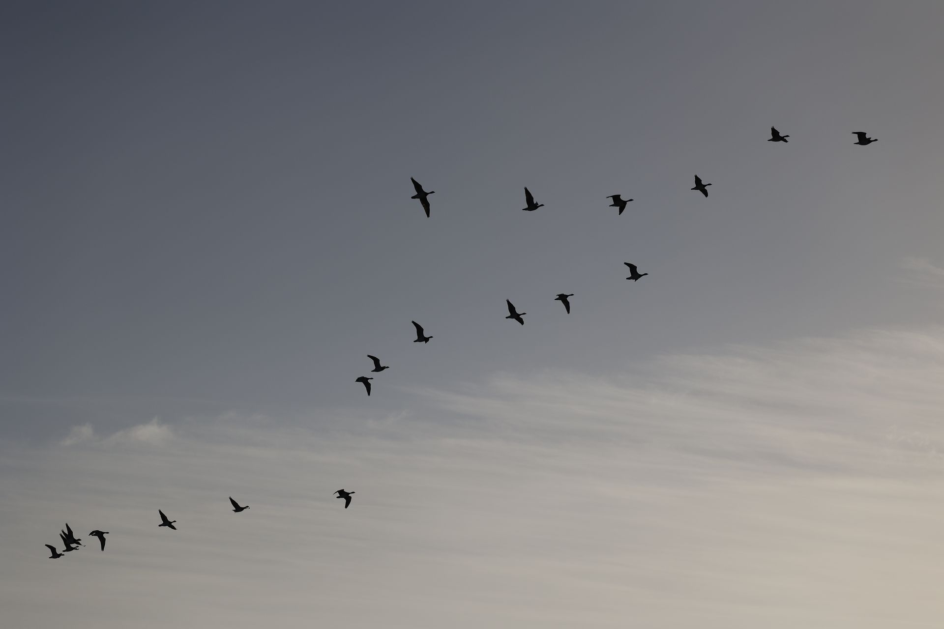 Ganzen in V-formatie boven de Waddenzee